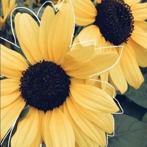 Meet your Posher, Symone